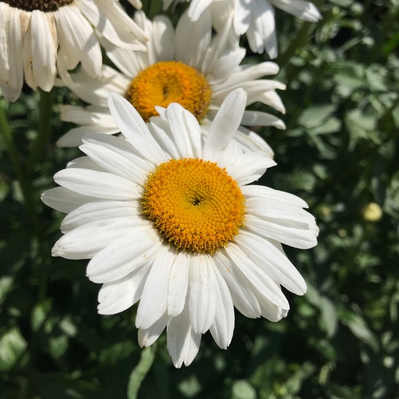 Meet your Posher, Phoebe - Picture 1 of 1